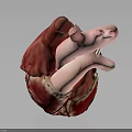 Detailed 3D Model of Human Heart with Red Pink Tissues and Blood Vessels