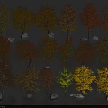 Colorful Trees Featuring Various Leaf Colors Yellow Orange Red Green And Small Stones Below