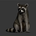 Realistic Raccoon Sitting On Reflective Surface With Striped Tail And Gray Background