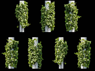 Lush Green Vines Climbing on White Pillars with Fresh Leaves for Garden Decoration 3d model