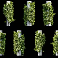 Lush Green Vines Climbing on White Pillars with Fresh Leaves for Garden Decoration
