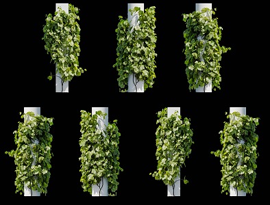 Modern Grape Vine Plant Sapphire Grape Climbing Wall Plant Vine Pillar Plant Wall Sapphire Seedless Portuguese Green Plant Wall Plant Wall Vine 3d model