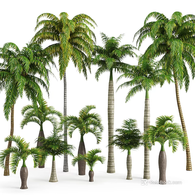 Tall and Short Palm Trees with Green Fronds and Varied Trunk Shapes 3d model 