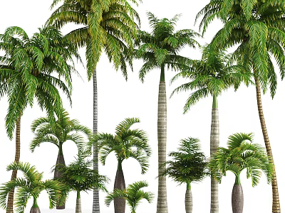 Tall and Short Palm Trees with Green Fronds and Varied Trunk Shapes 3d model