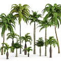 Tall and Short Palm Trees with Green Fronds and Varied Trunk Shapes