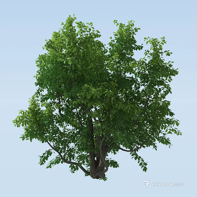 Lush Green Arbor with Dense Foliage and Strong Trunk Against Blue Sky 3d model 