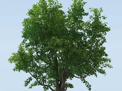 Lush Green Arbor with Dense Foliage and Strong Trunk Against Blue Sky 3d model