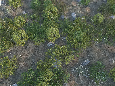 Green Shrubs And White Flowering Plants With Stones In Natural Outdoor Field 3d model