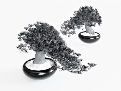 Two Bonsai Plants In Black Pots With White Substrate And Elegant Foliage For Indoor Decor 3d model