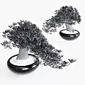 Two Bonsai Plants In Black Pots With White Substrate And Elegant Foliage For Indoor Decor