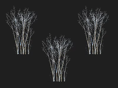 Three Tall Bare Trees With White Trunks Standing Against Black Background 3d model