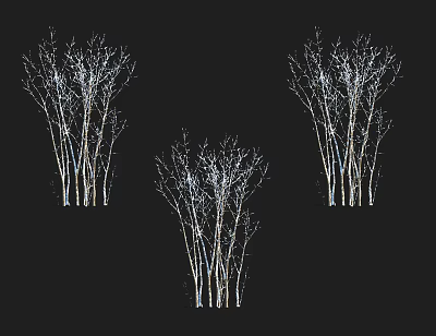 Three Tall Bare Trees With White Trunks Standing Against Black Background 3d model