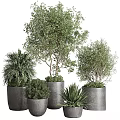 Different Types of Potted Trees and Shrubs in Gray Planters with Green Foliage