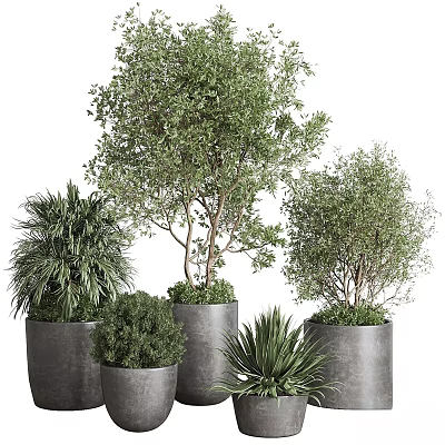 Different Types of Potted Trees and Shrubs in Gray Planters with Green Foliage 3d model