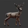 Deer With Large Antlers Standing On Black Background Showing Brown Fur