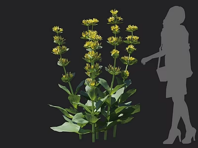 Yellow Flowering Plants with Green Leaves Tall Stems Next to Woman Silhouette in Dark Background 3d model