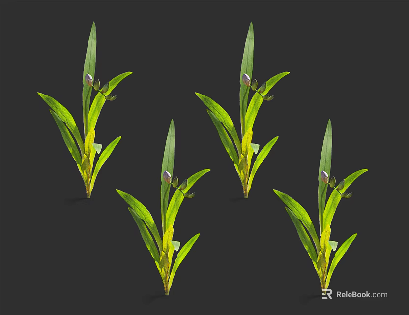 Five Plants With Long Green Leaves And Yellow Flower Buds On Black Background 3d model 
