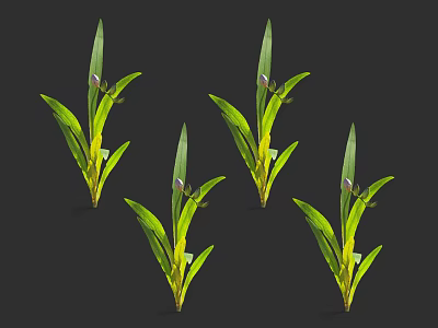 Five Plants With Long Green Leaves And Yellow Flower Buds On Black Background 3d model
