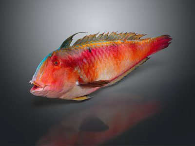 Vibrant Red Orange Green Aquatic Fish With Shiny Scales Open Mouth And Fins 3d model