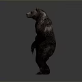 Standing Brown Bear in Upright Posture Isolated on Gray Background with Realistic Details
