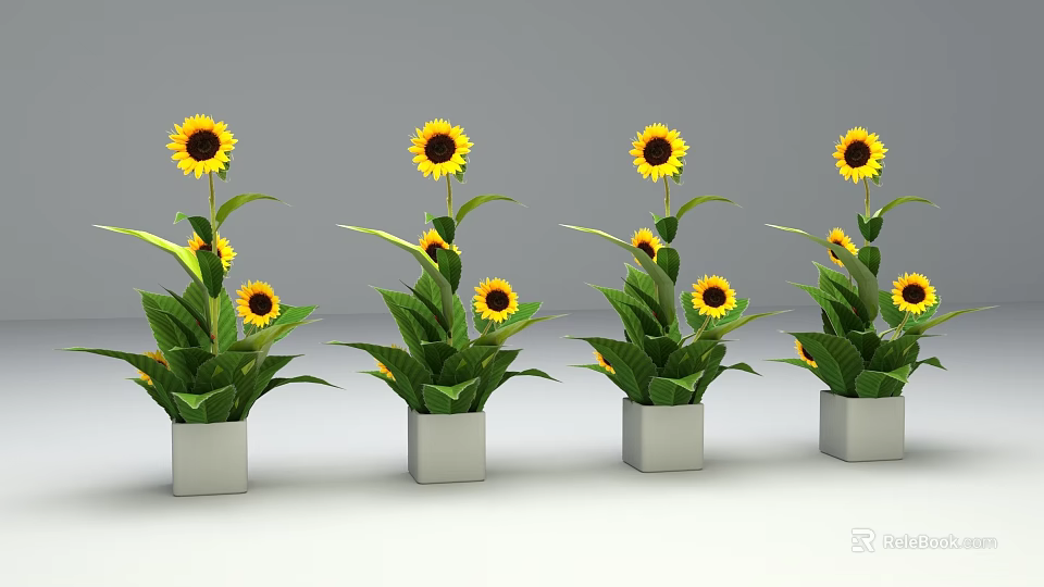 Potted Sunflower Plants with Yellow Blooms and Green Leaves in White Square Pots 3d model 