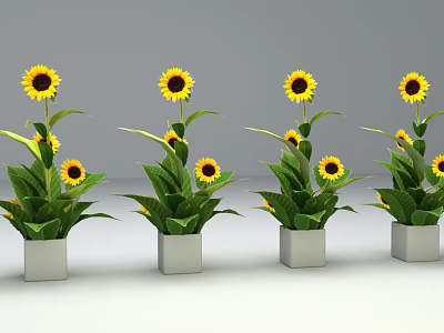 Potted Sunflower Plants with Yellow Blooms and Green Leaves in White Square Pots 3d model