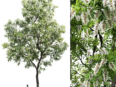 Lush Arbor With Dense Green Foliage And White Blooming Flowers On Branches 3d model