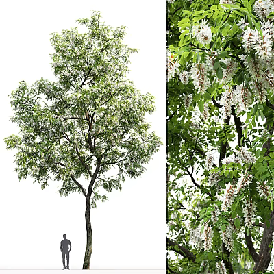 Lush Arbor With Dense Green Foliage And White Blooming Flowers On Branches 3d model