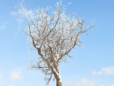 Deciduous Tree With Frosty Branches Against Blue Sky And White Clouds 3d model
