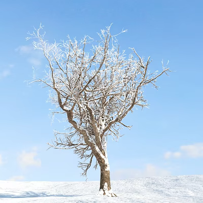 Deciduous Tree With Frosty Branches Against Blue Sky And White Clouds 3d model