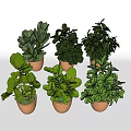 Multiple Green Leafy Potted Plants in Brown Pots on White Background