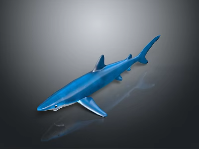 Blue Shark Model With Streamlined Body Dorsal And Pectoral Fins Isolated On Gradient Gray Background 3d model