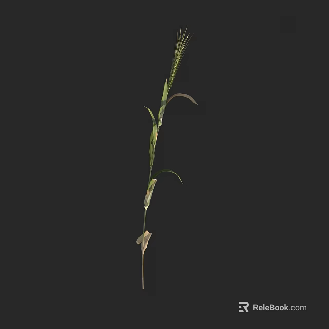 Natural Fresh Green Herbaceous Plant With Slender Stem Leaves And Spike 3d model 