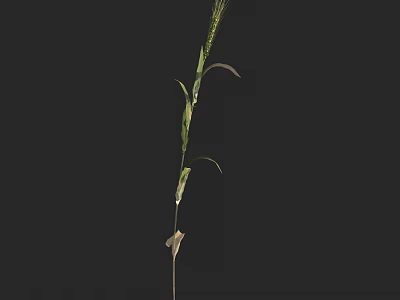 Natural Fresh Green Herbaceous Plant With Slender Stem Leaves And Spike 3d model