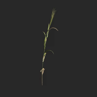 Natural Fresh Green Herbaceous Plant With Slender Stem Leaves And Spike 3d model