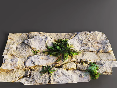 Lush Green Ferns Growing on Natural Rocky Surface with Textured Stones 3d model