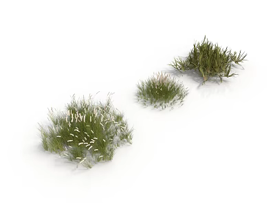 Three Clumps of Lush Green Grass with White Tips Isolated on White 3d model