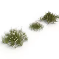 Three Clumps of Lush Green Grass with White Tips Isolated on White