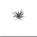 Feathery Frond Fern Plant With Lush Green Foliage For Indoor Decoration