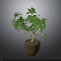 Lush Indoor Plant With Green Leaves And Stems In Brown Wooden Pot