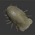 Giant Isopod Aquatic Creature With Light Beige Segmented Body And Exoskeleton In Deep Sea