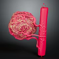 Detailed Human Organ Structure Featuring Hair Follicles And Blood Vessels