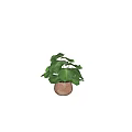 Decorative Indoor Potted Plant With Large Green Leaves In Terracotta Pot