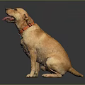 Yellow Labrador Dog Sitting With Tongue Out Wearing Red Collar On Dark Reflective Surface