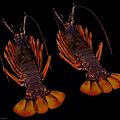 Two Vibrant Aquatic Lobsters With Purple Orange Shells Long Antennae and Claws
