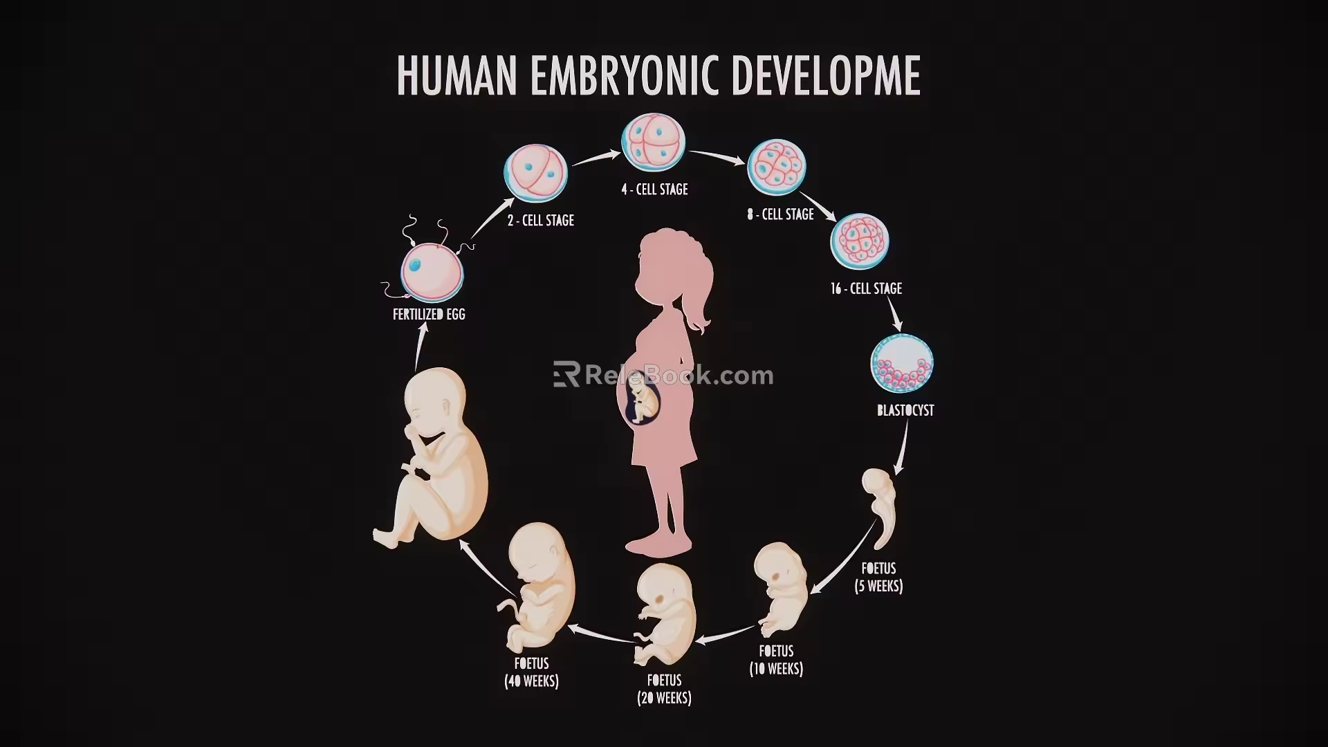 Cartoon fetal development and growth process stage October pregnancy diagram 3d model