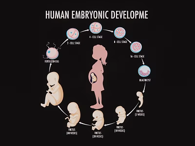Human Embryonic Development Wall Hanging With Pregnant Silhouette And Growth Stages 3d model