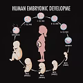 Cartoon fetal development and growth process stage October pregnancy diagram 3d model