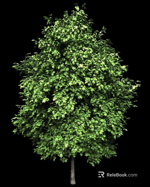 Lush Green Tree With Dense Foliage And Vibrant Leaves On Black Background 3d model 