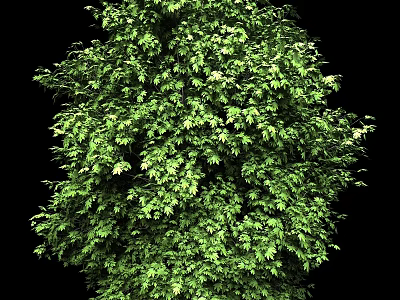 Lush Green Tree With Dense Foliage And Vibrant Leaves On Black Background 3d model